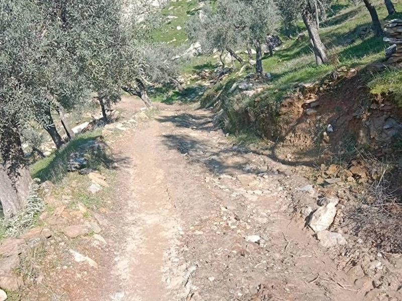 Uygun fiyata kelepir zeytinlik
