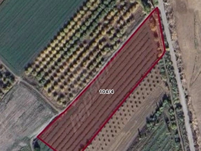 Sulu Kayısı Bahçesi