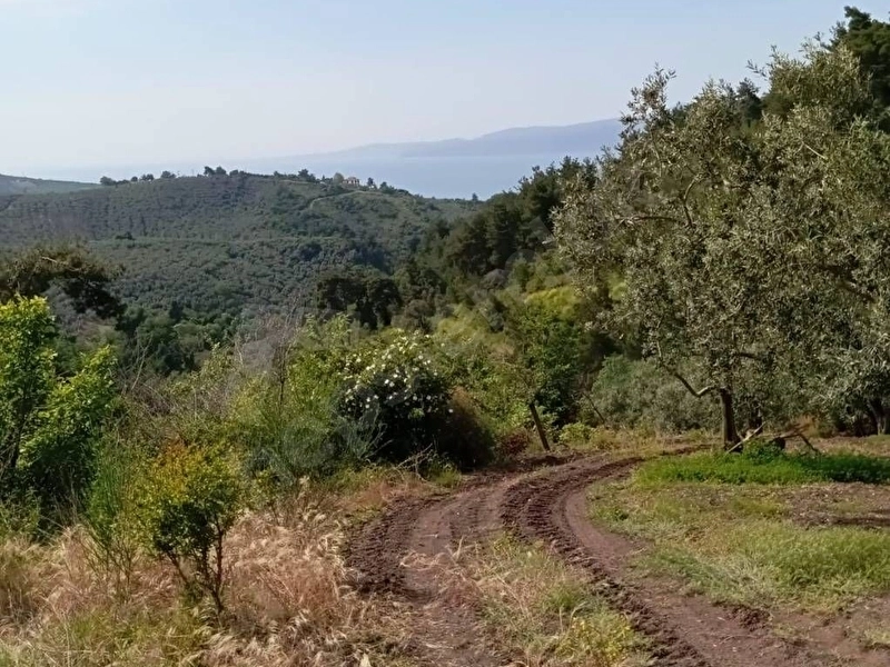 GÜNDOĞDU'DA DENİZ MANZARALI 1.5 DÖNÜM TEK TAPU ZEYTİN