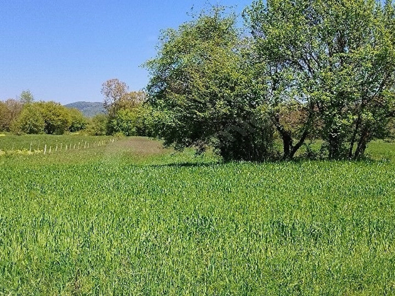 SÜPER TARLA