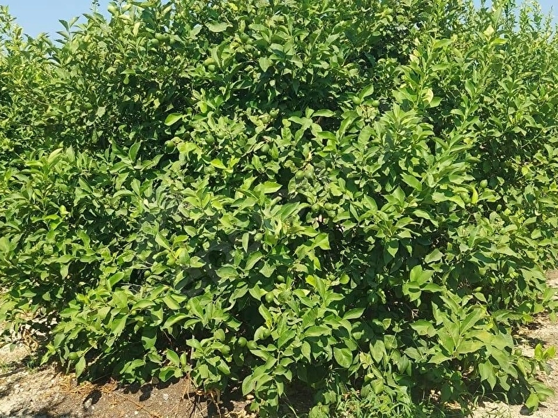 Sahibinden bakımlı cazip fiyatlı 13.641 m2 kütdiken limon bahçesi