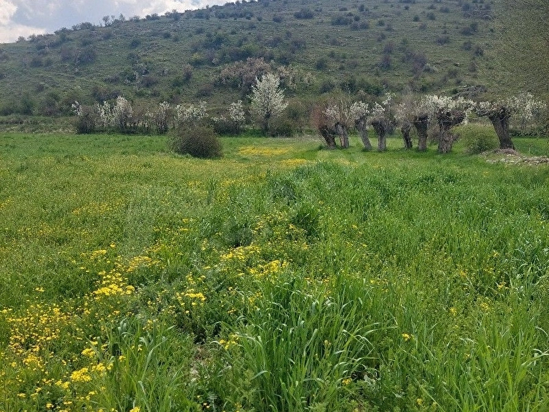 ŞUHUTA 3 DAKİKA AFYONA 5 DAKİKA MESAFEDE BULUNAN 1200 M2 TARLAMIZ SATILIKTIR
