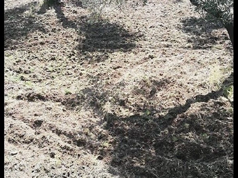 satılık zeytinlik