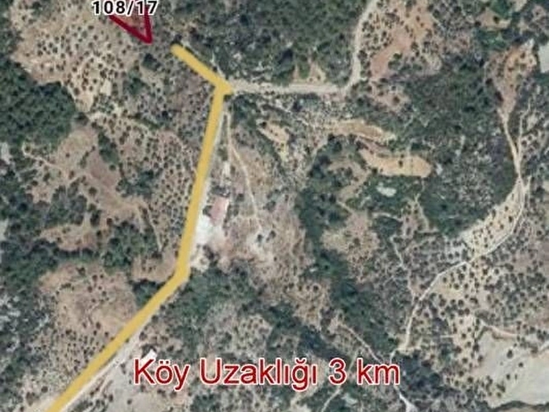 Muğla / Milas / Kalem Mahallesi Satılık Zeytinlik