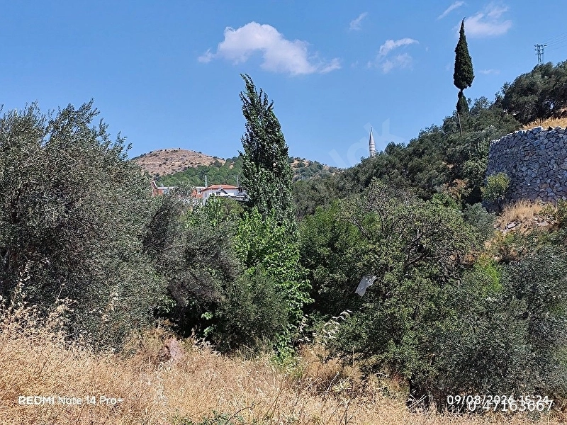 satılık zeytinlik