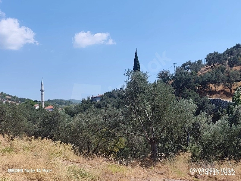 satılık zeytinlik