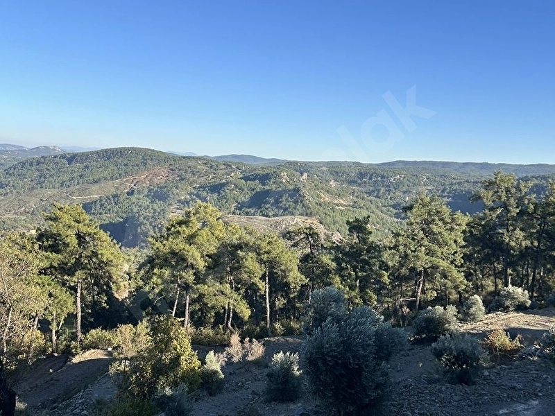 MUĞLA MENTEŞE ÇATAKBAĞYAKADA 6.592 m TARLA