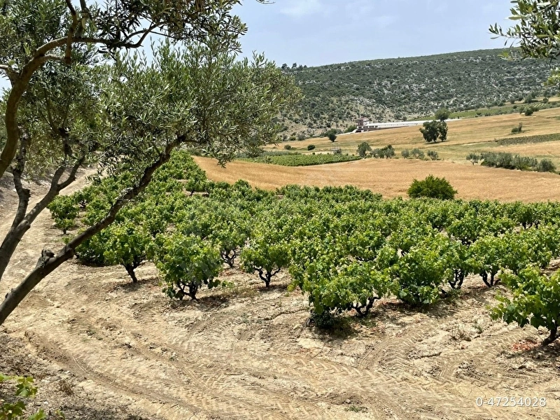 Tarsus Kızılçukur Mahallesi Tosmurlu Mevkiinde 17.558 m2 Üzüm Bağı, Buğday Ekilen Tarla ve Zeytinlik