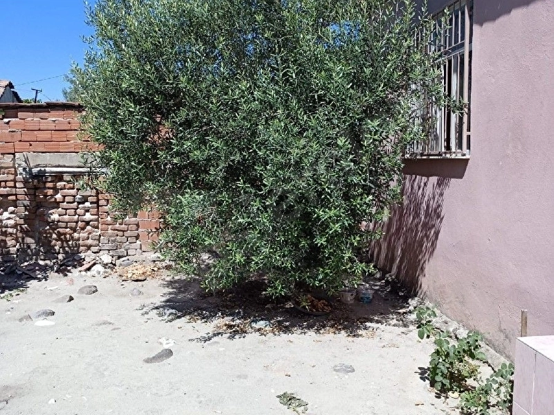 Satılık tirilya zeytinlik 14.449,99m2