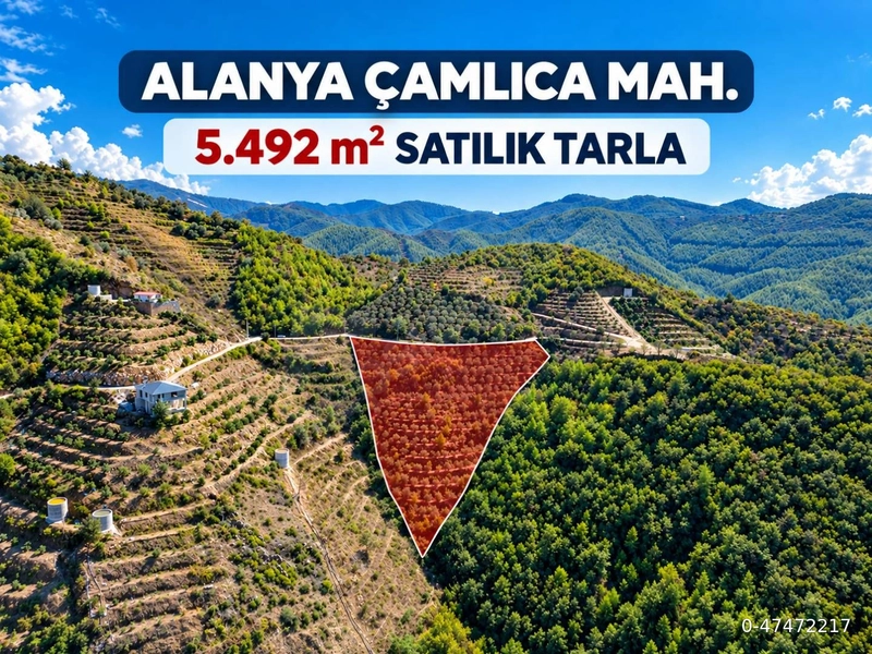 ALANYA ÇAMLICA’DA 5.493 m² – 92 METRE YOL CEPHELİ, 200+ ZEYTİN AĞAÇLI TARLA