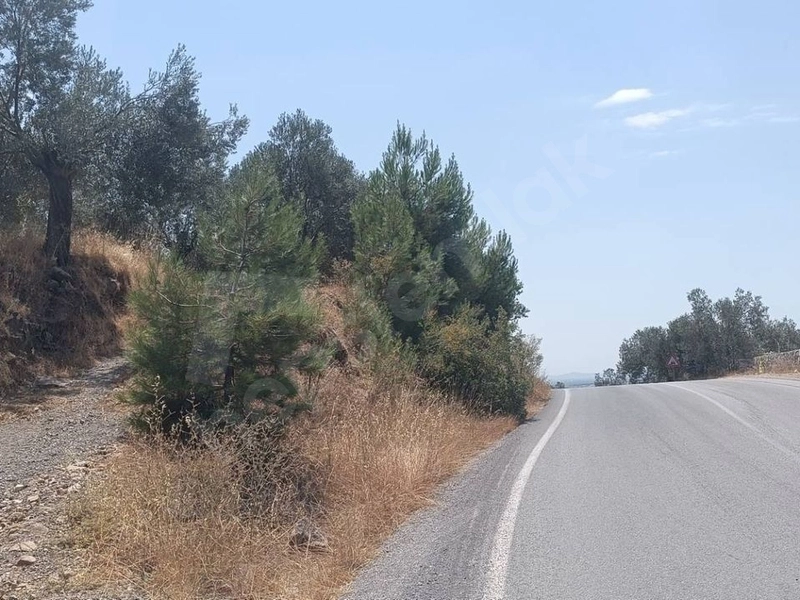 Ana yola sıfır zeytinlik
