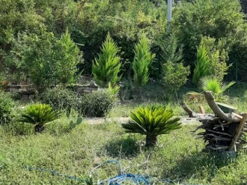 Hacısekililer sahibinden portakal bahçesi