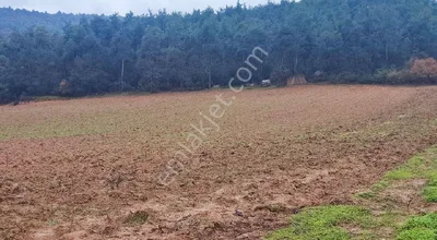 Sahibinden Gaziler Köyüne Çok Yakın 11 Dönüm Acil Satılık Şeftali Bahçesi