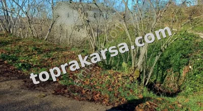 Sahibinden Giresun Görele'de Müstakil Tapulu 4 Dönüm (4.000 M2) Fındık Bahçesi.