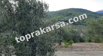 Sahibinden Kızılkeçilide 7.220 M2 Zeytinlik