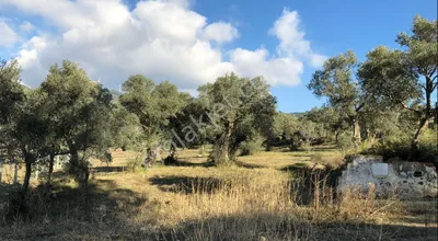 Sahibinden Satılık Zeytinlik