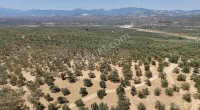 Sahibinden Havran Köylüce Yatırımlık Verimli