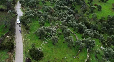 Sahibinden Aydın Koçarlı Çeşmeköyde Satılık Zeytinlik