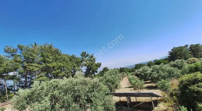 Sahibinden Acil Satılık Zeytin Bahcesi