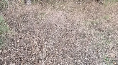 Sahibinden ? Balıkesir’de Geleceğin Kupon Arazisi – 7.5 Dönüm Müstakil Tapu!