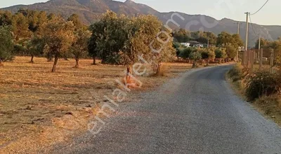 Sahibinden Aşağı Kızılca Ovasında Satılık Zeytinlik (armutlu Anayola Yakın)