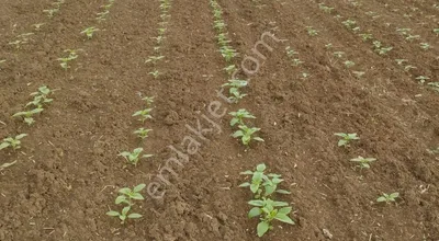 Sahibinden 18500 Metrekare Kadastral Yolu Var