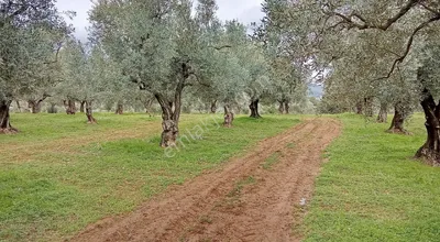 Sahibinden Sahibinden Satılık Zeytinlik !
