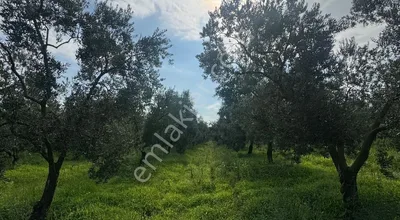 Sahibinden Bursa Orhangazi Yenigürle Mh 5500+1300 M2 Satılık Zeytinlik