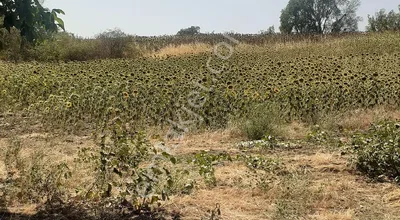 Sahibinden Kırklareli Koyunbaba'da Yatırımlık