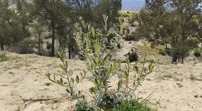 Sahibinden Mersin Mut Zeytin Bahçesi, 3 Tarafı Orman