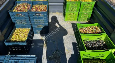 Sahibinden 33000 M2 Verimli Toprak Altı Damla Sulama Zeytinlik Manisa ,kırkagaç,ılyaslar Köyünde .