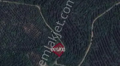 Sahibinden Deniz Manzaralı 59 Ağaçtan Oluşan Zeytinlik. Yola Cepheli