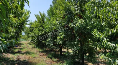 Sahibinden İznik'te Verimli Meyve Bahçesi Fruit Orchard İn İznik (nicea)