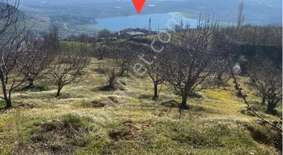 Sahibinden Köy İmar Sınırı İçinde Meyve Bahçesi