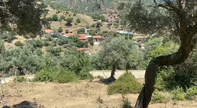 Sahibinden Bayındır Çeniklerde Satılık Zeytinlik