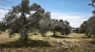 Sahibinden Torbalı Karaot Köyü 4.668m2 Zeytinlik