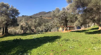 Sahibinden Bayındır Çenikler Mahallesi Satılık Zeytinlik