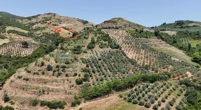 Sahibinden Mudanya Çepni'de Fırsat Satılık Tarla