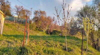 Elazığ Nuralı Köyünde 542 Metrekare Satılık Tarla