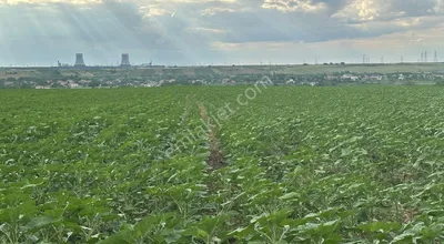 Lüleburgazda Acil Satılık Tarla