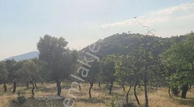 Bodrumda Satılık Yatırımlık Zeytinlik