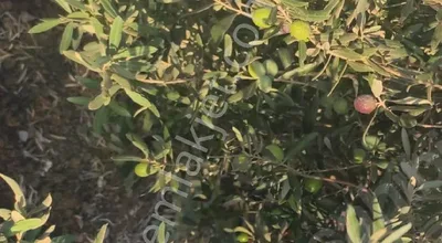Kilis Merkezinde Harika Konumda Zeytinlik