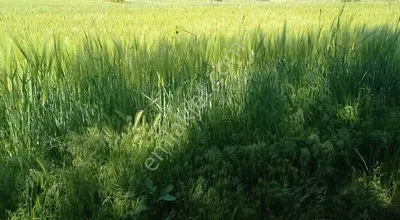 Gönen Merkezde Satılık Yol Kenarı Tarla