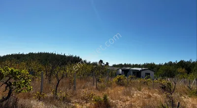 Sahibinden Yakaköy’de 309 M2 Tel Örgülü Meyve Ağaçlı Bahçe