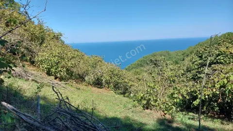 Sahibinden Amasra/kurucaşile'de Deniz Manzaralı 3 Dönüm Fındıklık