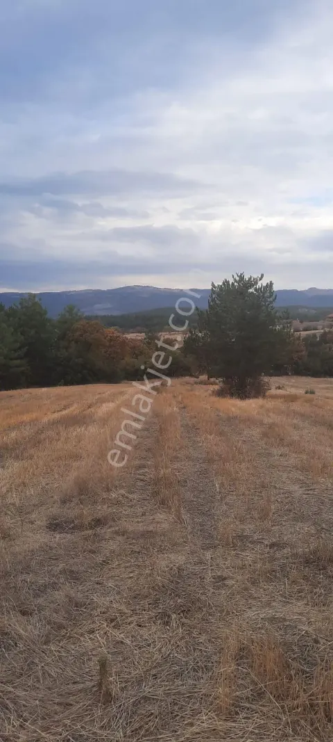 Sahibinden Tek Tapu Köy Merkezine Yakın Yatırımlık Uygun 2.5 Dönüm