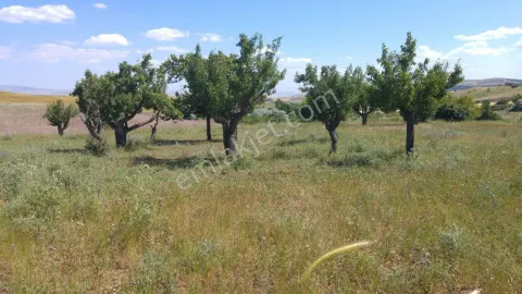 Sahibinden Sahibinden 1076m2 Kök Tapu Bahçe