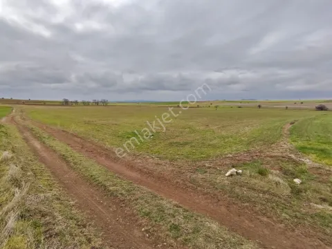 Sahibinden Uşak Susuzören’de Düz Ve Sulak Tarla / Kendi Yolu Var / Kaçırılmayacak Fırsat!