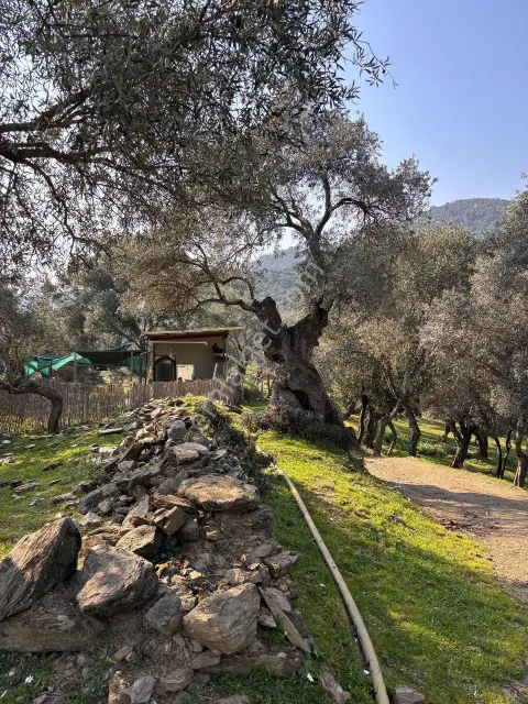 Sahibinden Güney Cepheli Ve Köy Manzaralı Müstakil Tapulu Zeytinlik