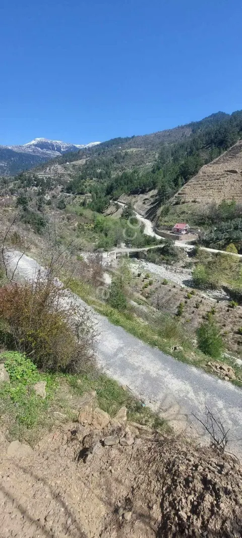 Sahibinden Gazipaşa Karatepe Köyü Problemı Olmayan Satılık Tarla